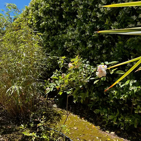 Butterfly - Family With Garden Near